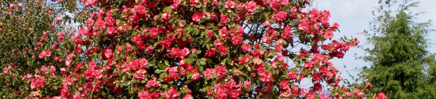 Fioritura delle Camelie sul Lago Maggiore - Marzo 2025